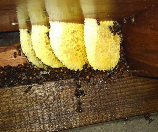 ミツバチの巣駆除床下